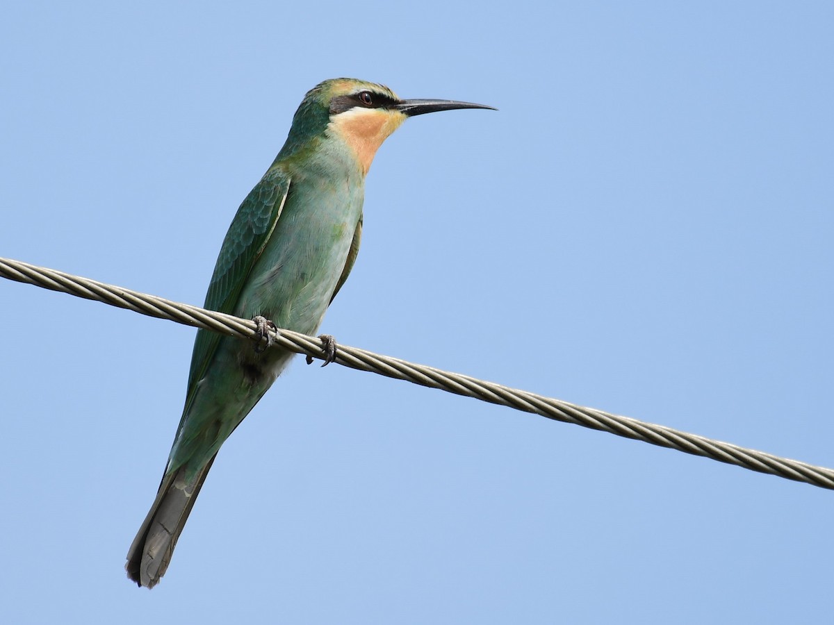 Blue-cheeked Bee-eater - ML270450291