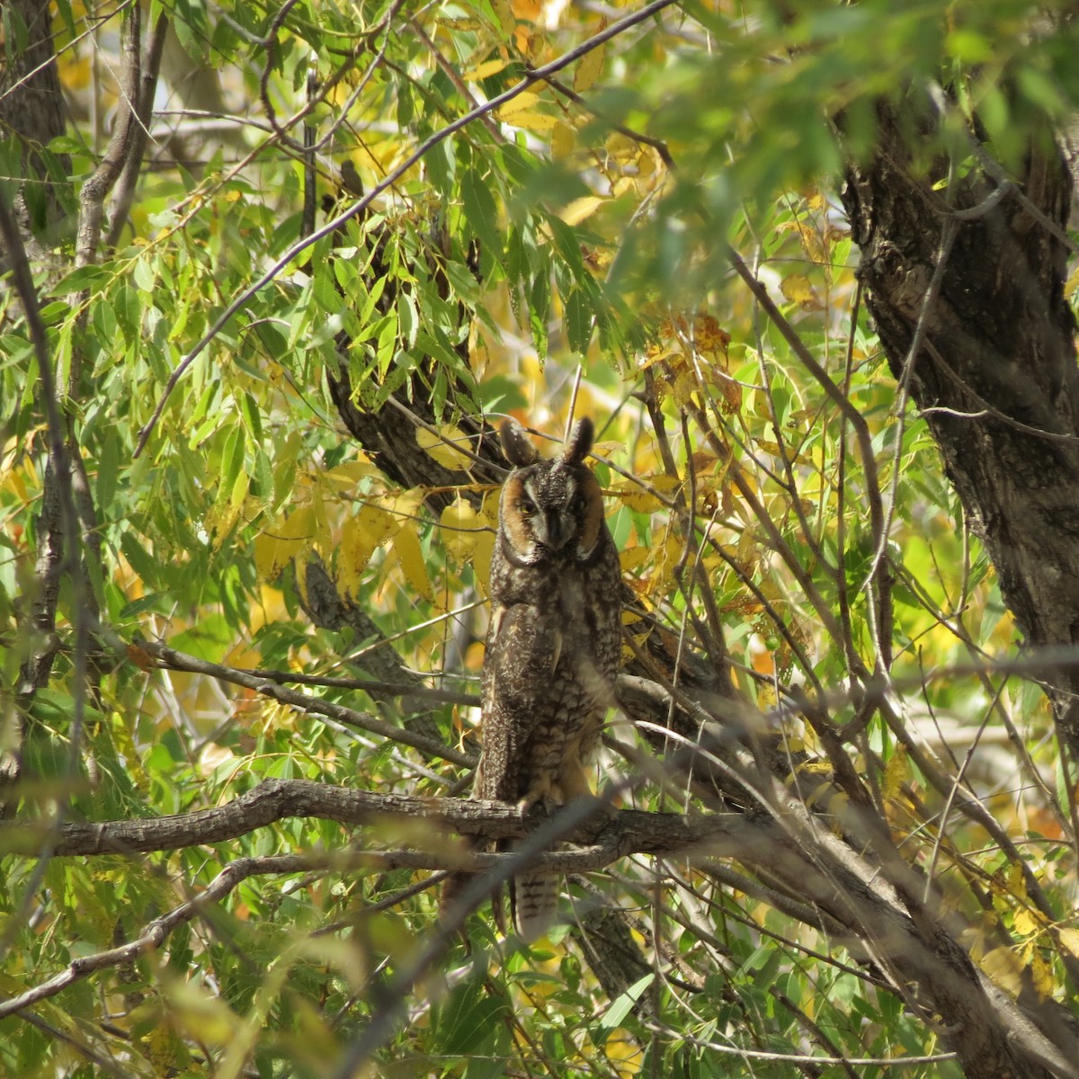 Long-eared Owl - ML270451051
