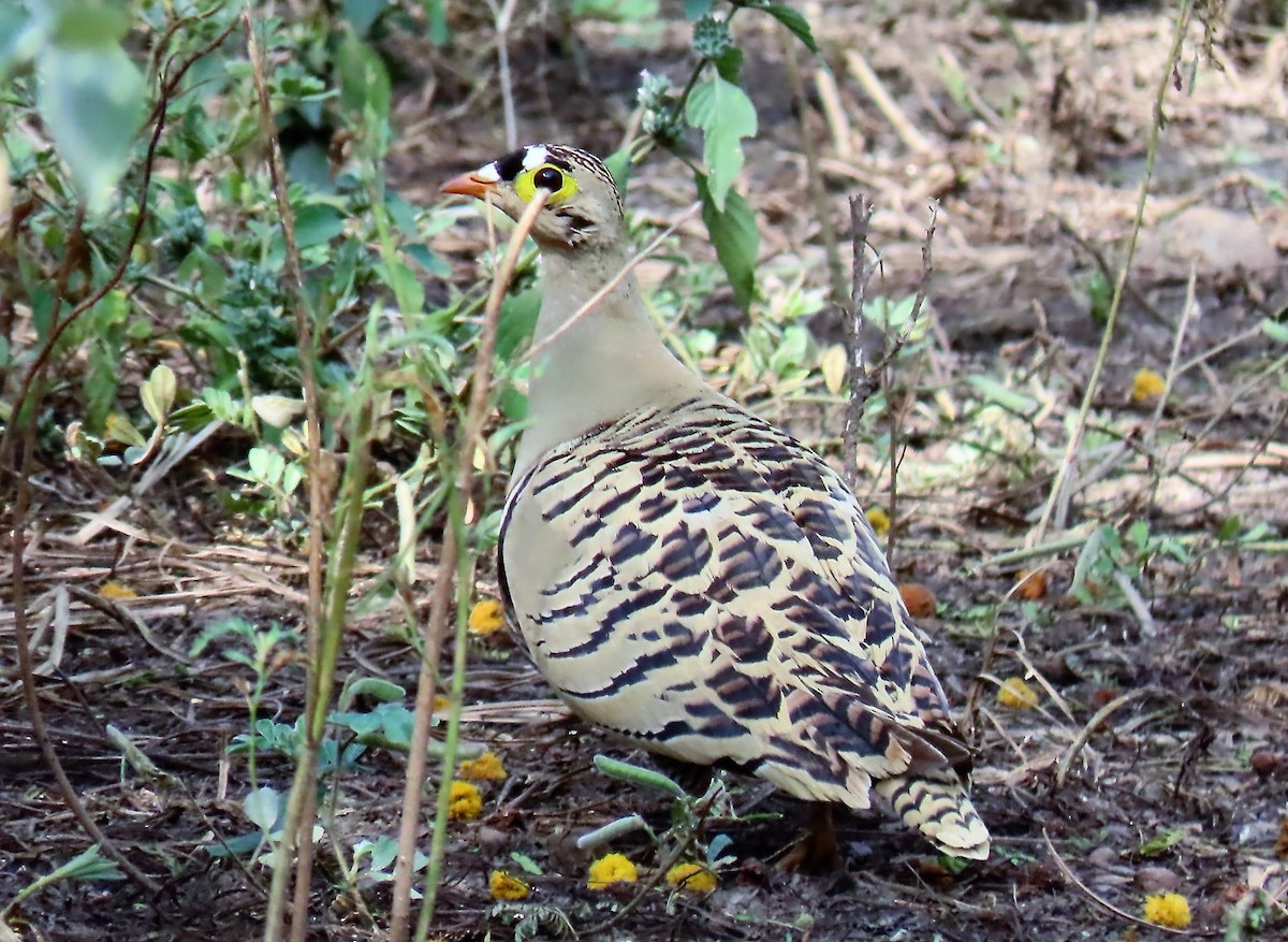Four-banded Sandgrouse - David Orth-Moore