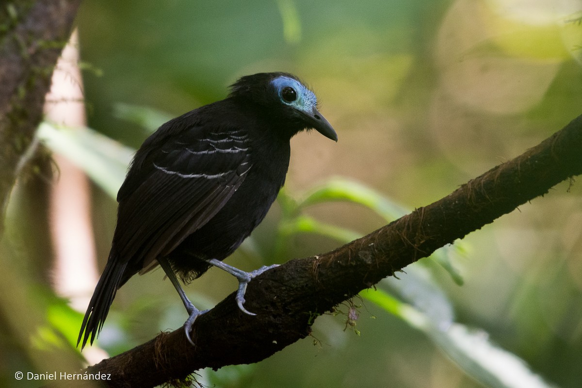 Bare-crowned Antbird - ML270454451