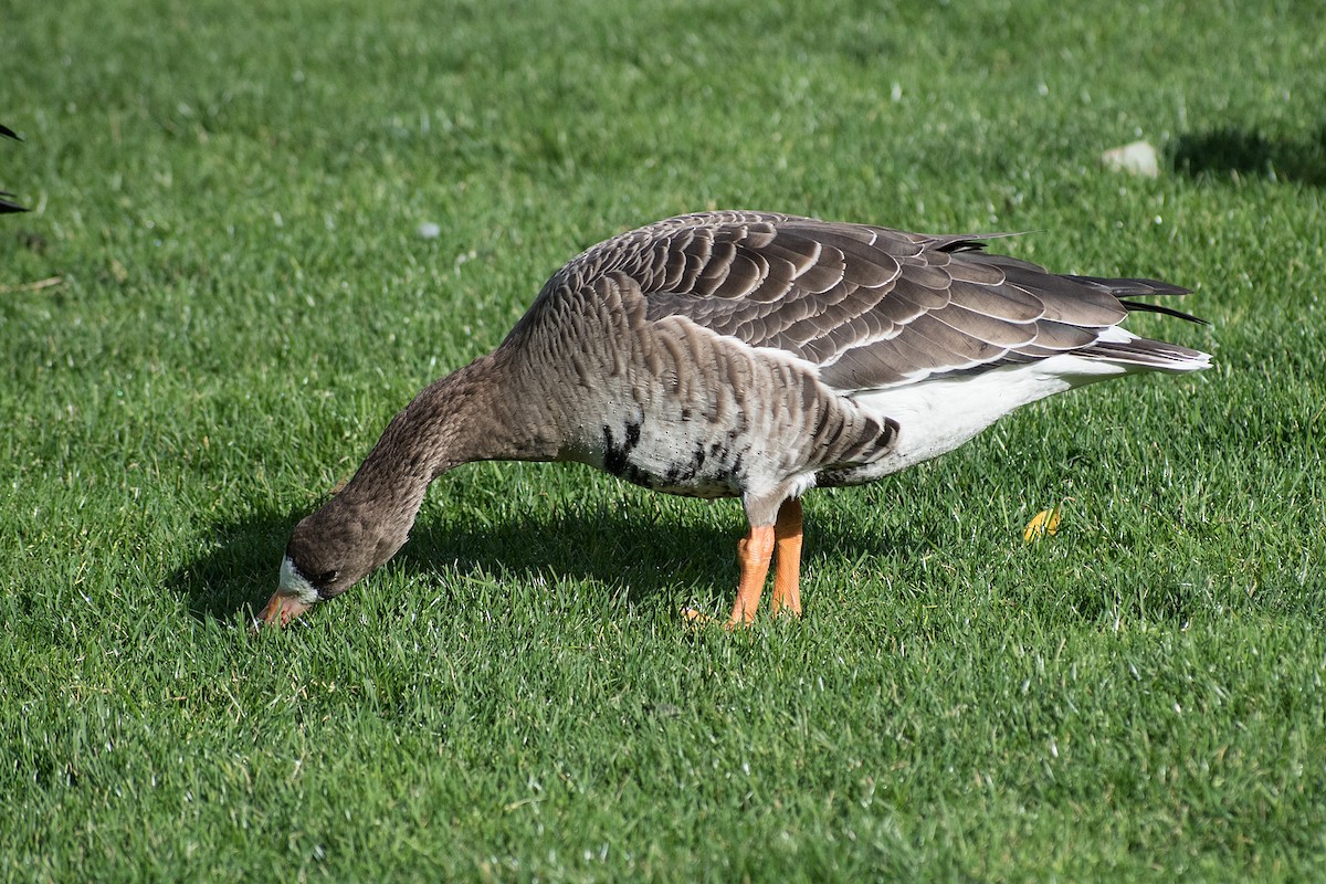 Greater White-fronted Goose - ML270454691