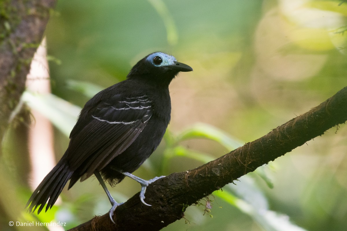 Bare-crowned Antbird - ML270454771