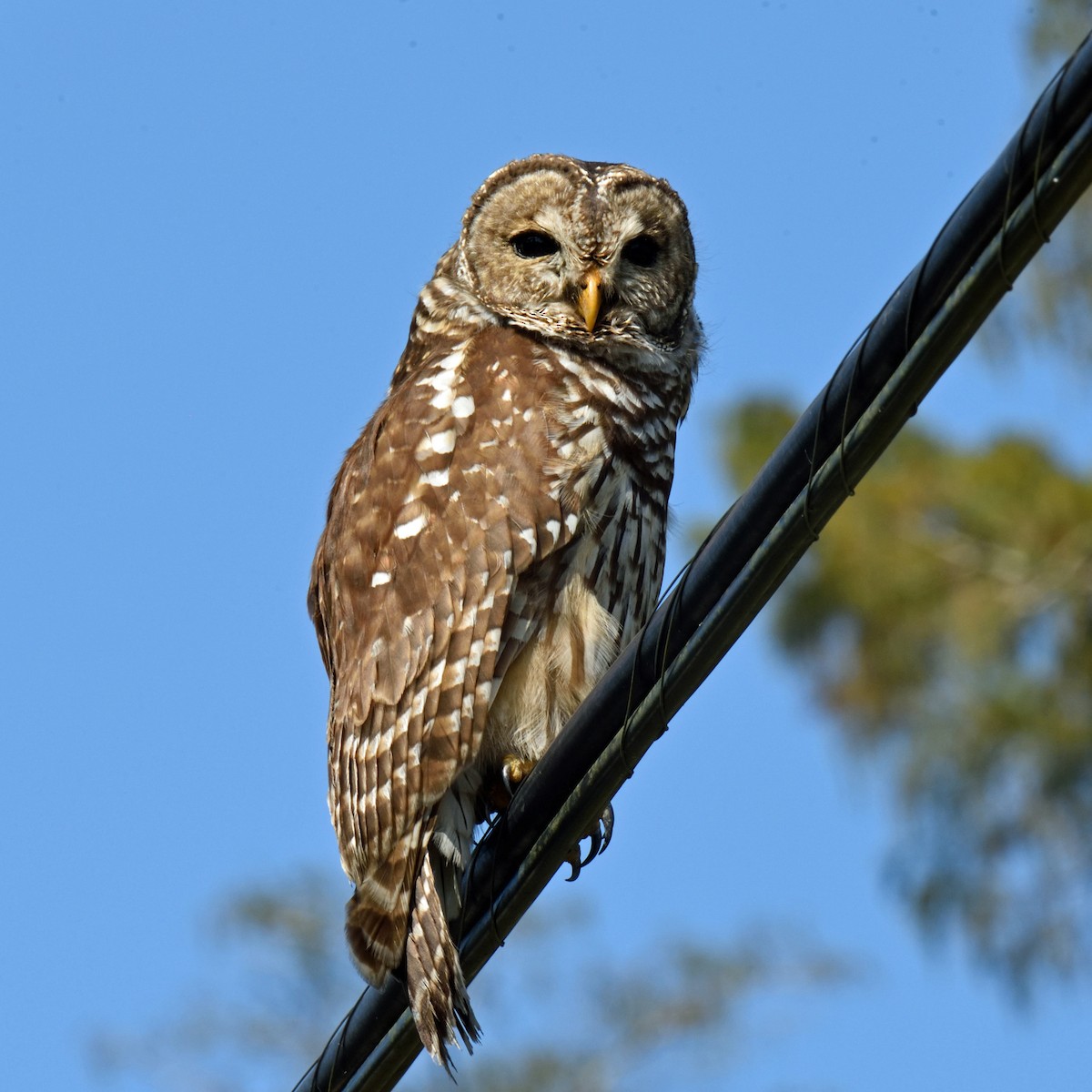 Barred Owl - ML270457661