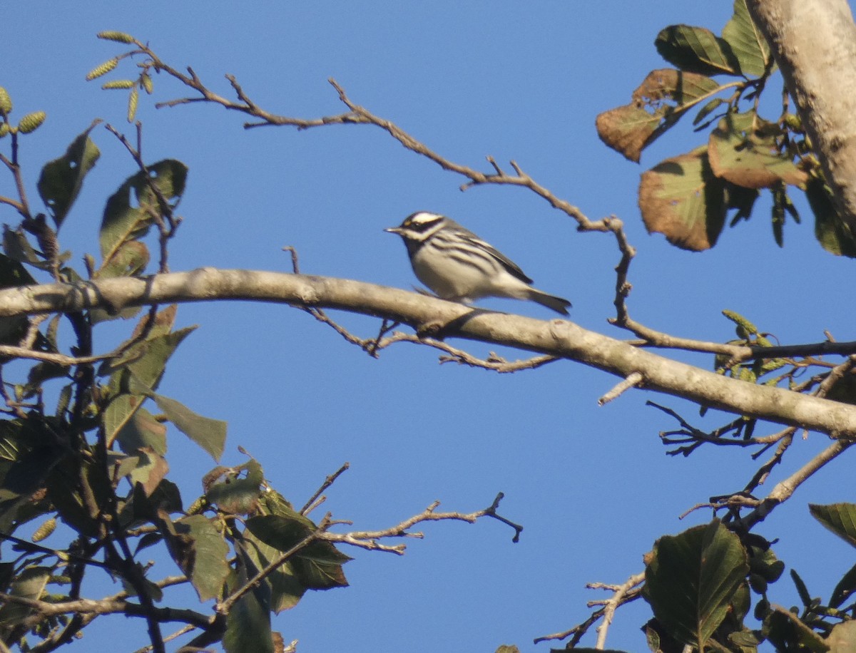 Black-throated Gray Warbler - ML270461001