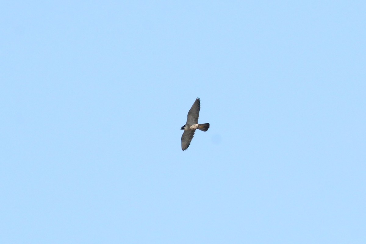 Peregrine Falcon - Quinten Wiegersma