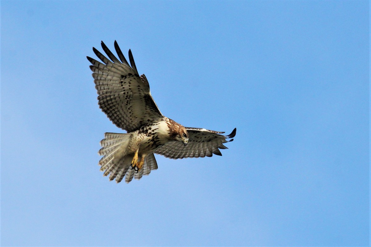 Red-tailed Hawk - Quinten Wiegersma