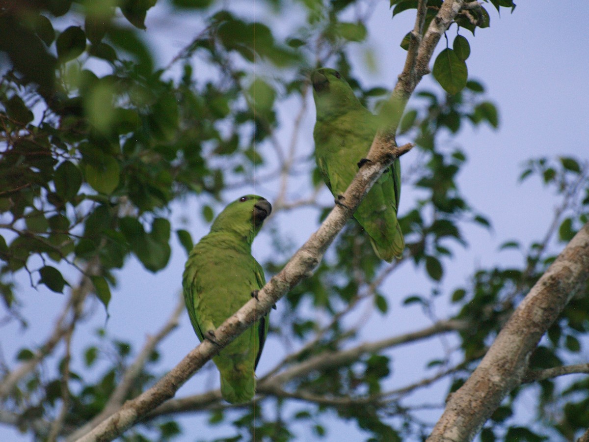 Short-tailed Parrot - Otto Valerio   Amazonas Birding