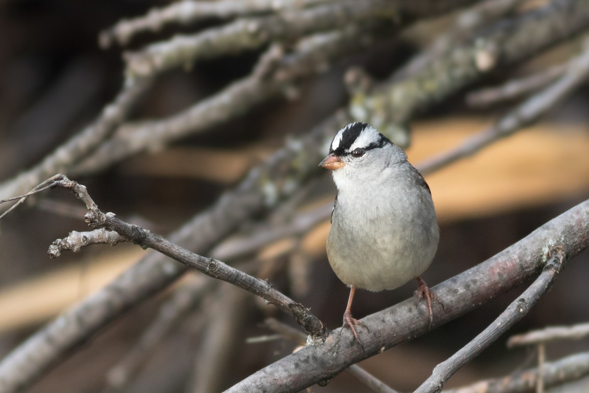 White-crowned Sparrow (leucophrys) - ML270462611