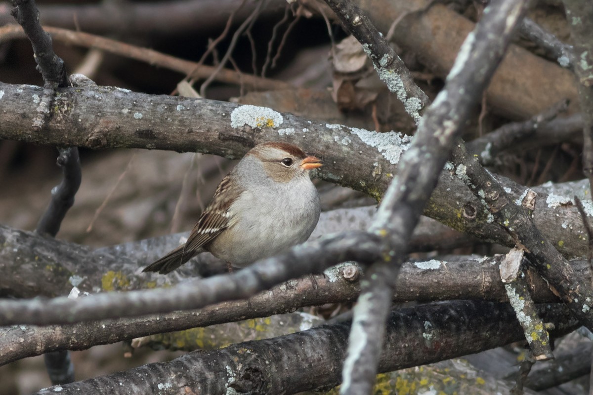 White-crowned Sparrow (Gambel's) - ML270463441