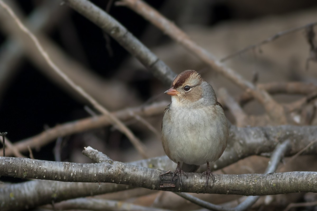 White-crowned Sparrow - ML270464311