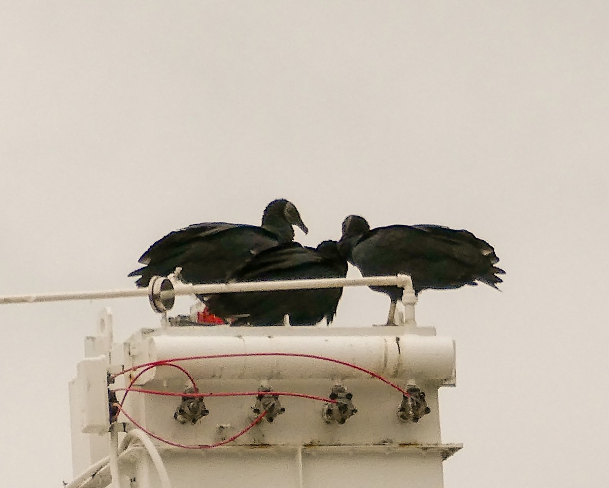 eBird Checklist 12 Oct 2020 Malco Products, Barberton, Ohio, US (41