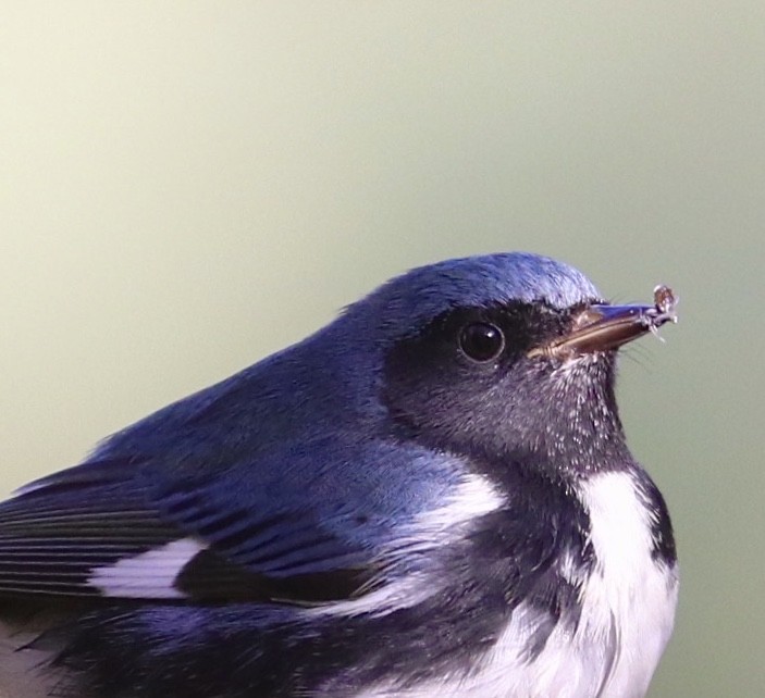 Black-throated Blue Warbler - ML270485651