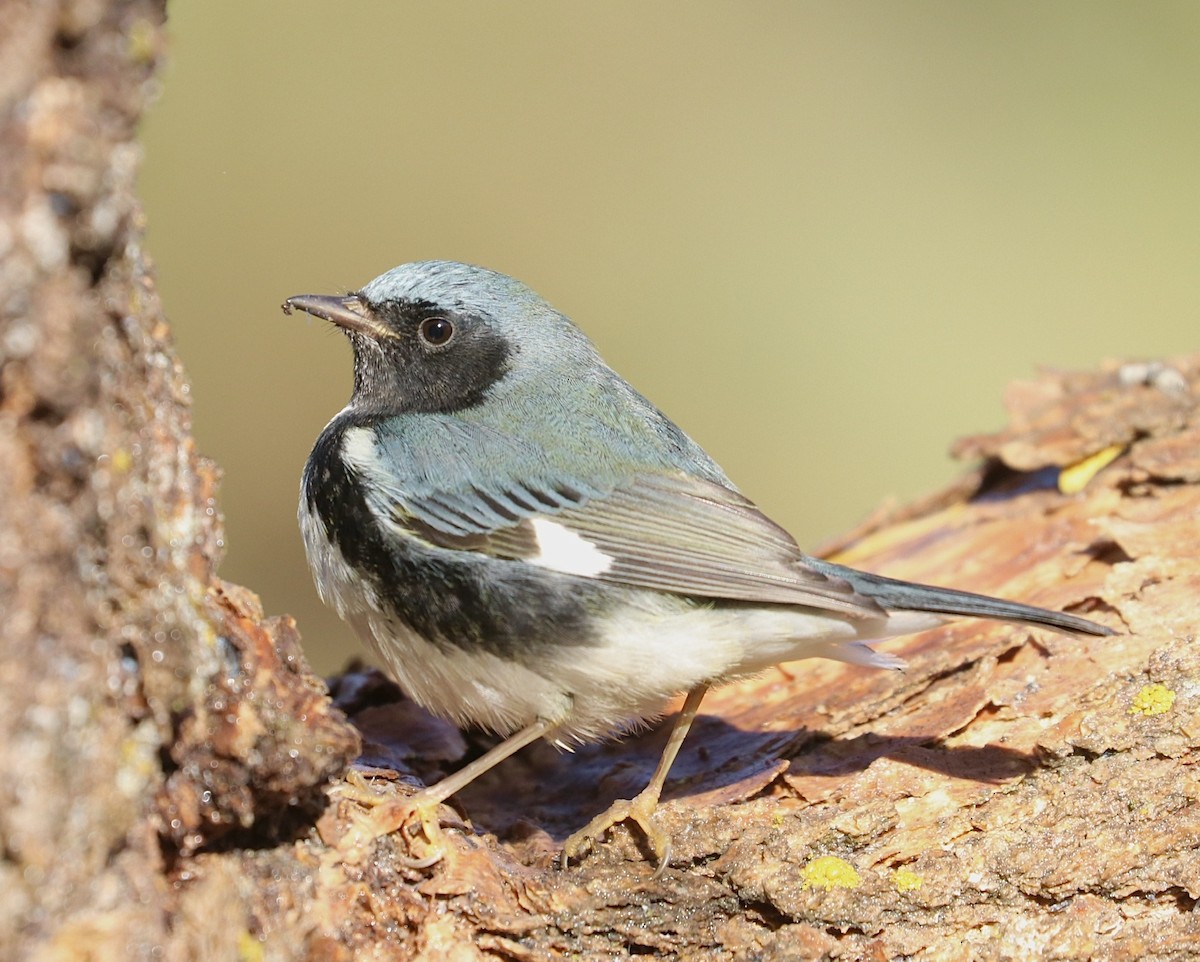 Black-throated Blue Warbler - maxine reid