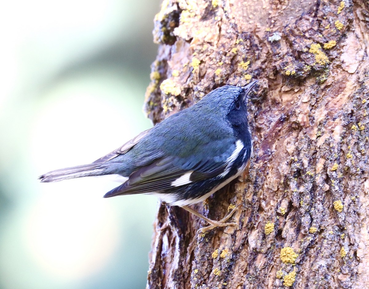 Black-throated Blue Warbler - ML270489091