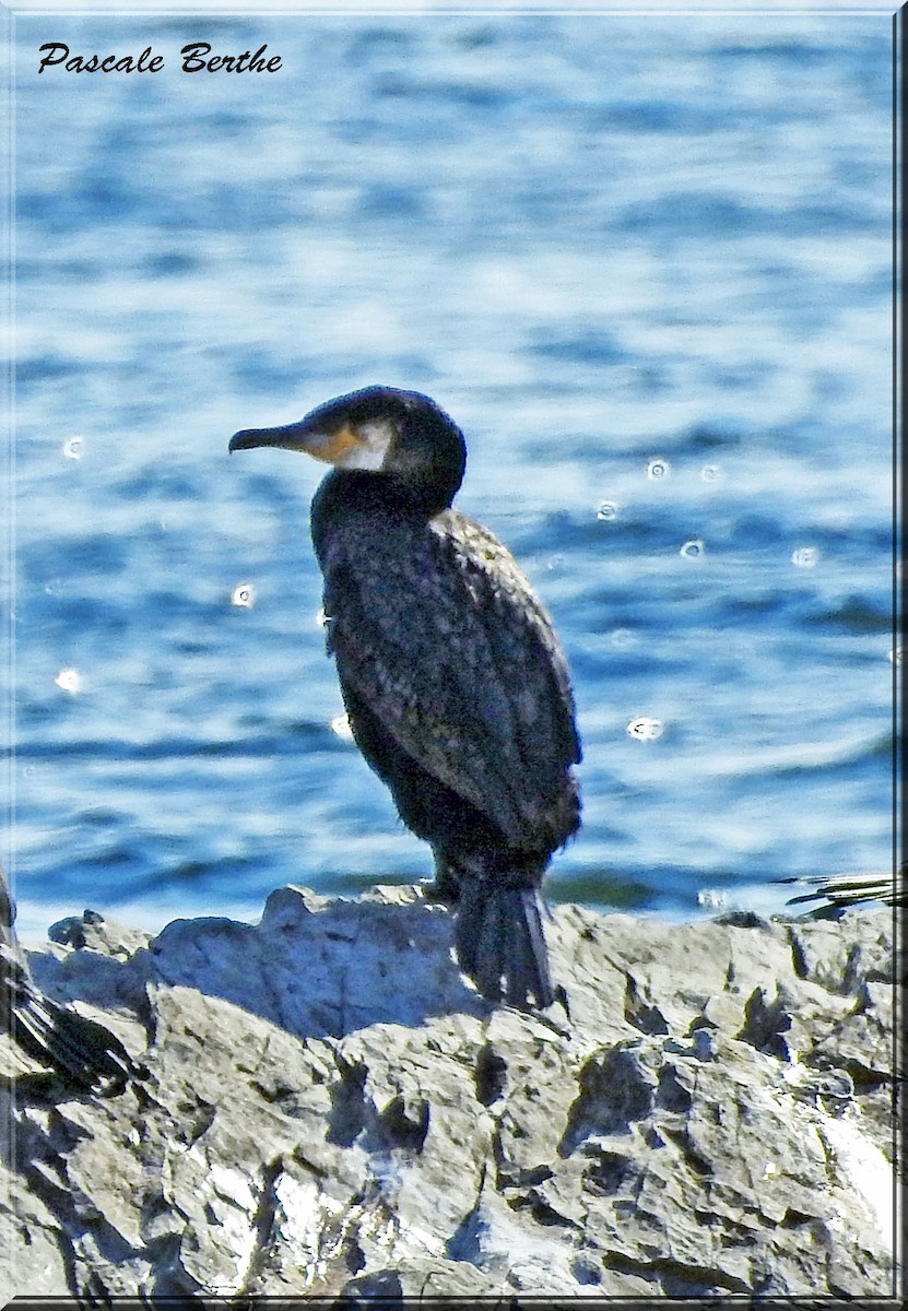 Great Cormorant - Pascale Berthe