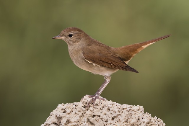 indian nightingale bird