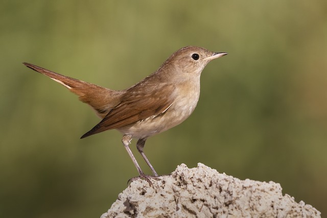 indian nightingale bird