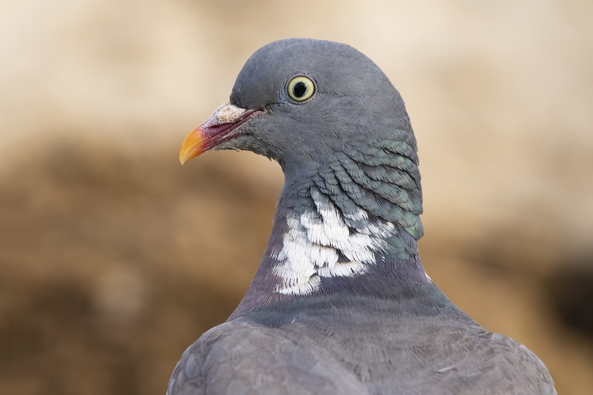 Common Wood-Pigeon - ML270491891