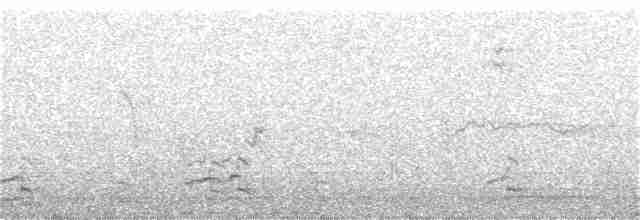 polargås (leucopareia) - ML270496701