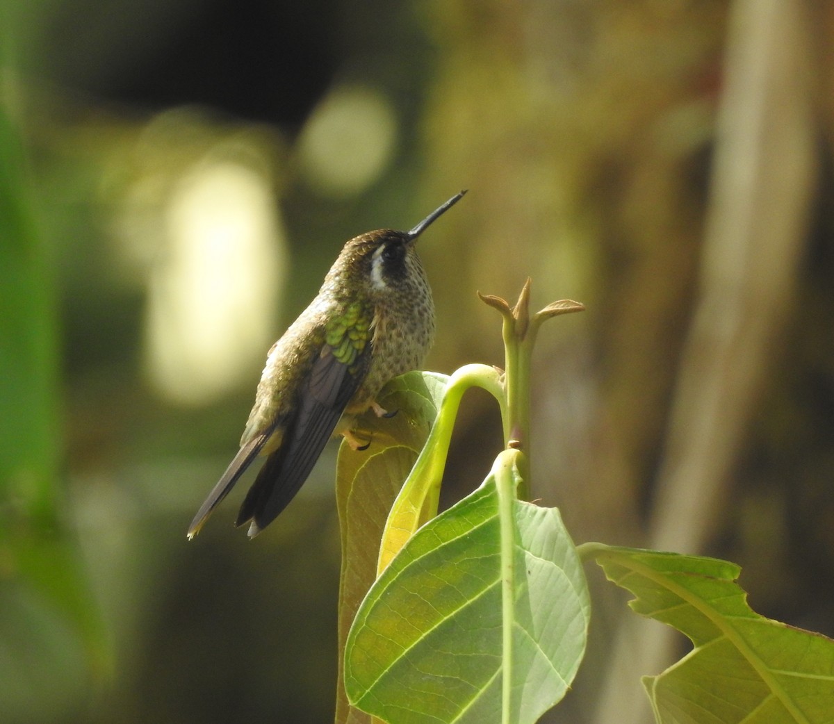 Speckled Hummingbird - Ibeth Alarcón