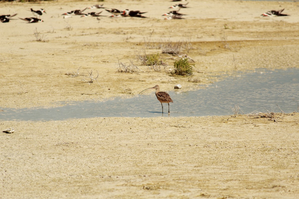 Long-billed Curlew - ML270505831
