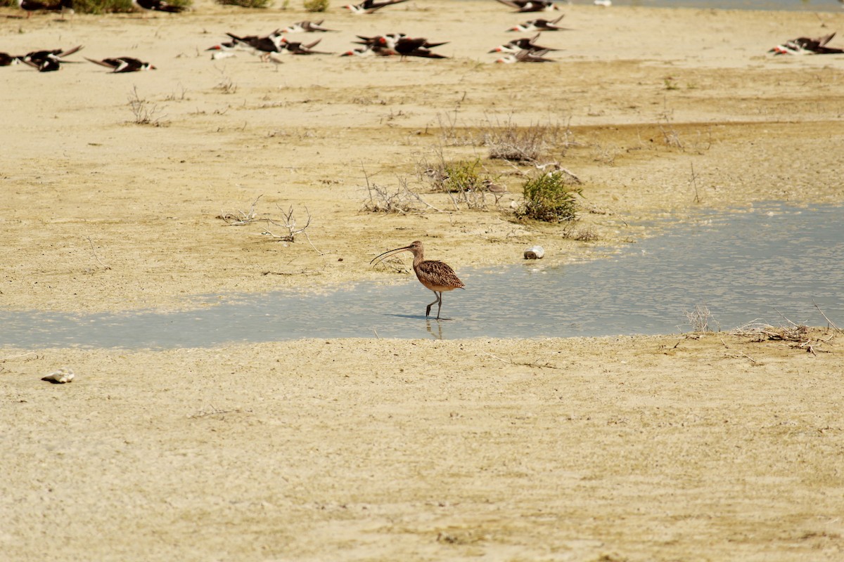 Long-billed Curlew - ML270505861