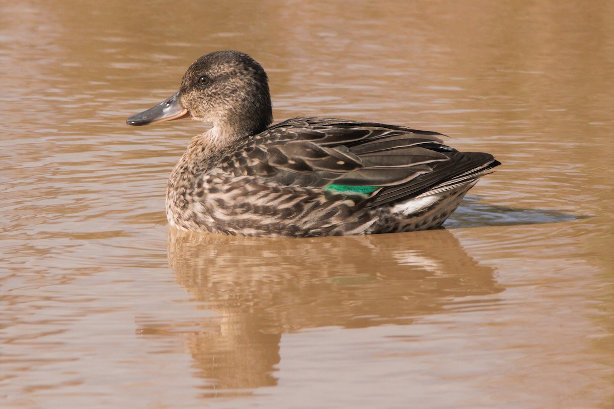 Green-winged Teal - Mitch (Michel) Doucet