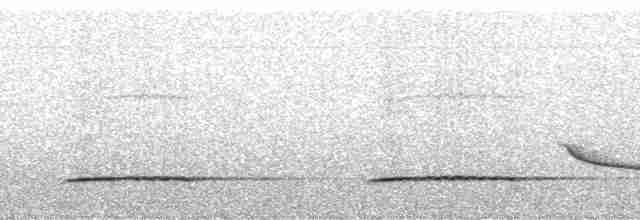 Barred Tinamou - ML270511