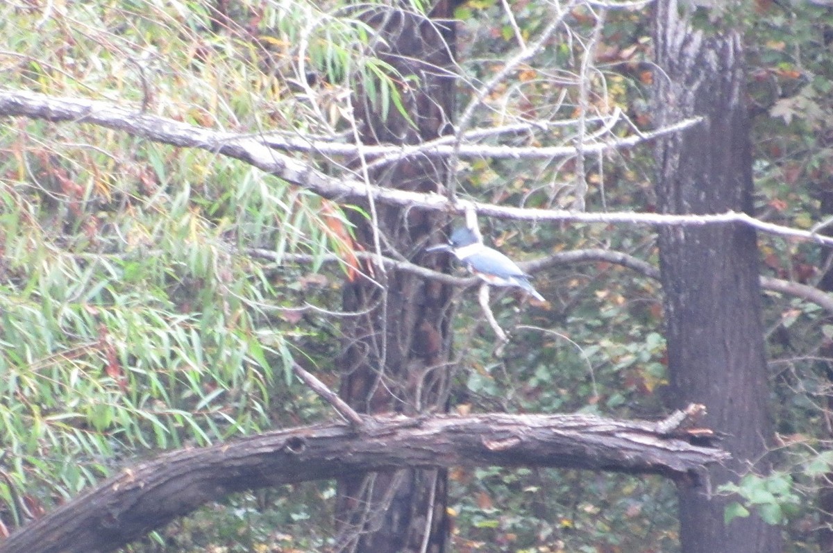 Belted Kingfisher - ML270516621