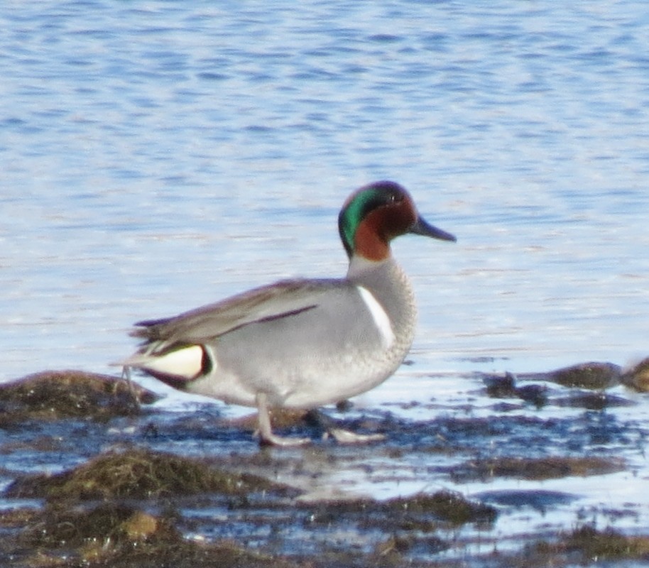 Green-winged Teal - ML27051831