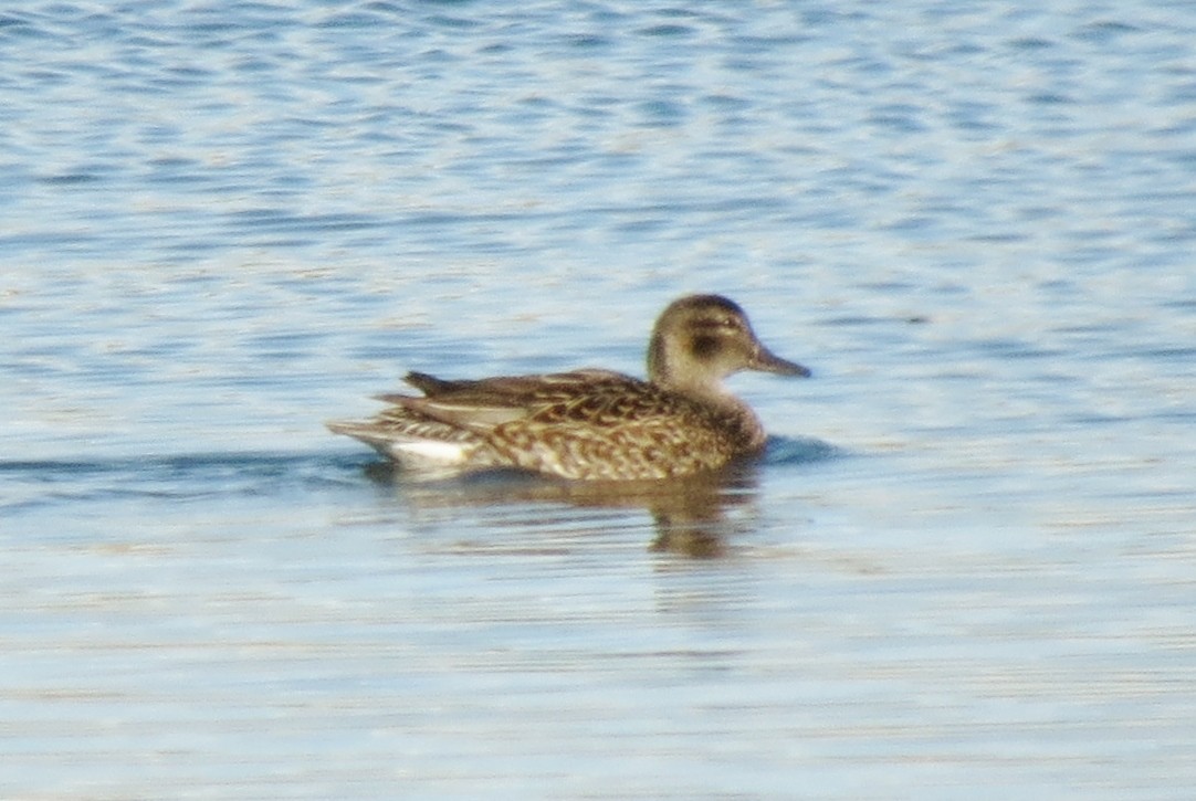 Green-winged Teal - ML27051841