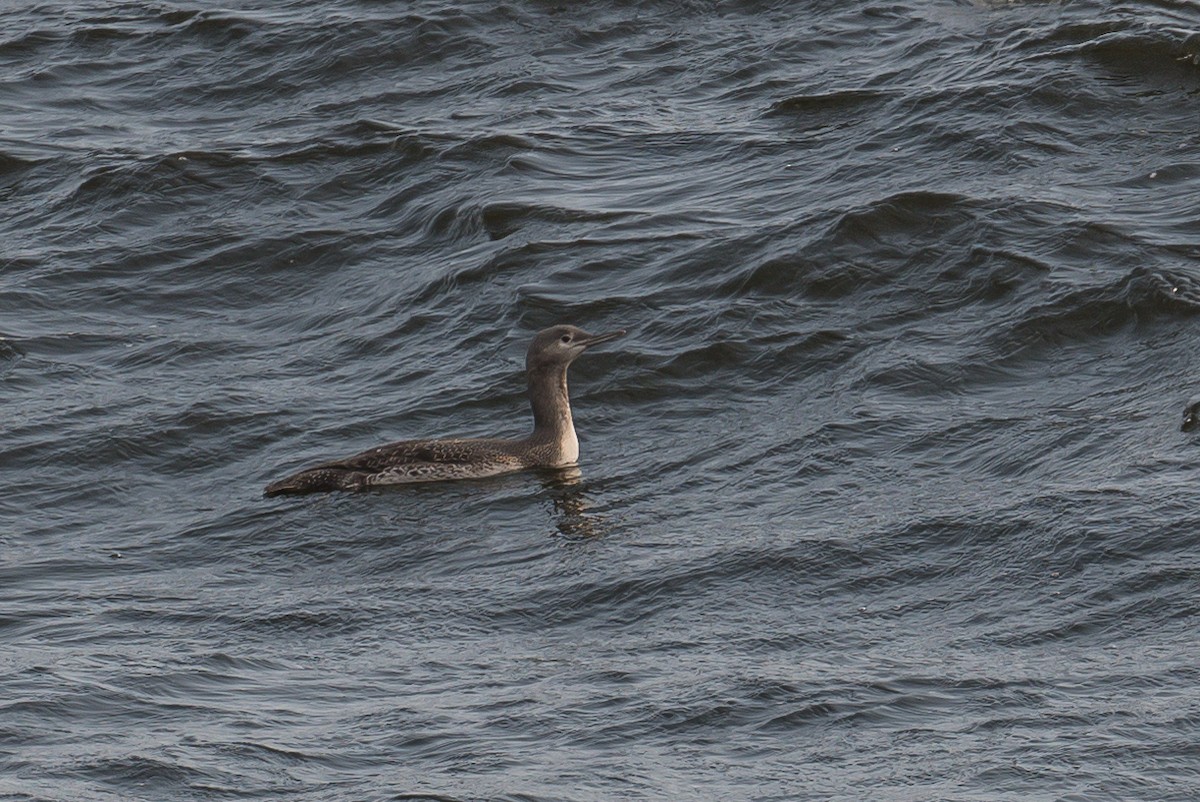 Red-throated Loon - Frank King