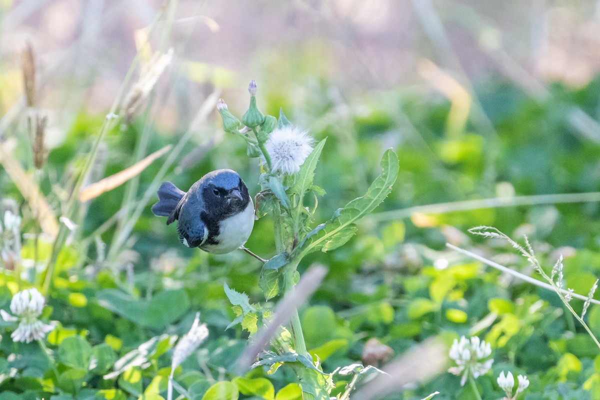 Black-throated Blue Warbler - ML270528821