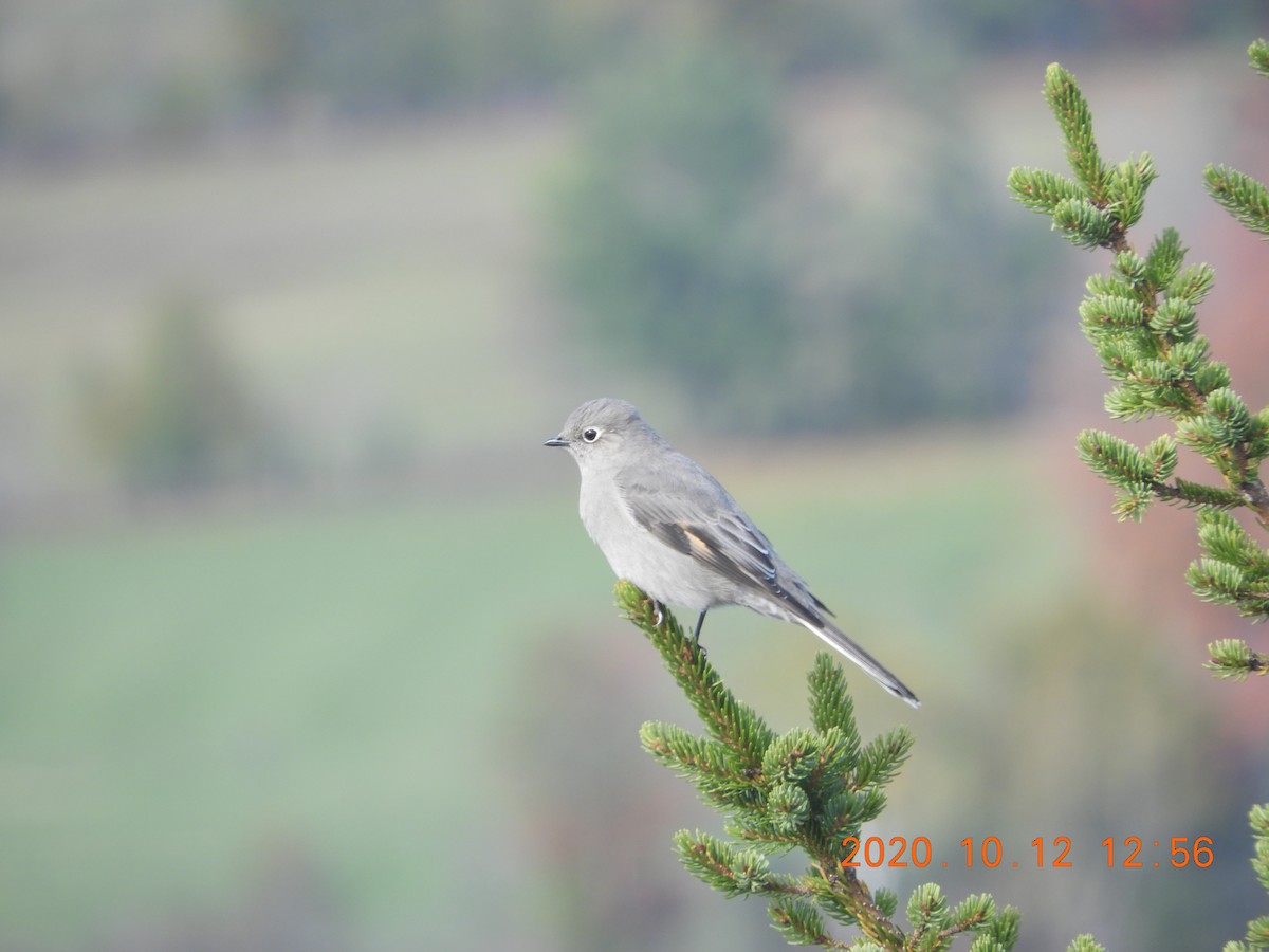 Townsend's Solitaire - ML270529211