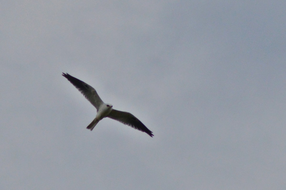 White-tailed Kite - ML270538911