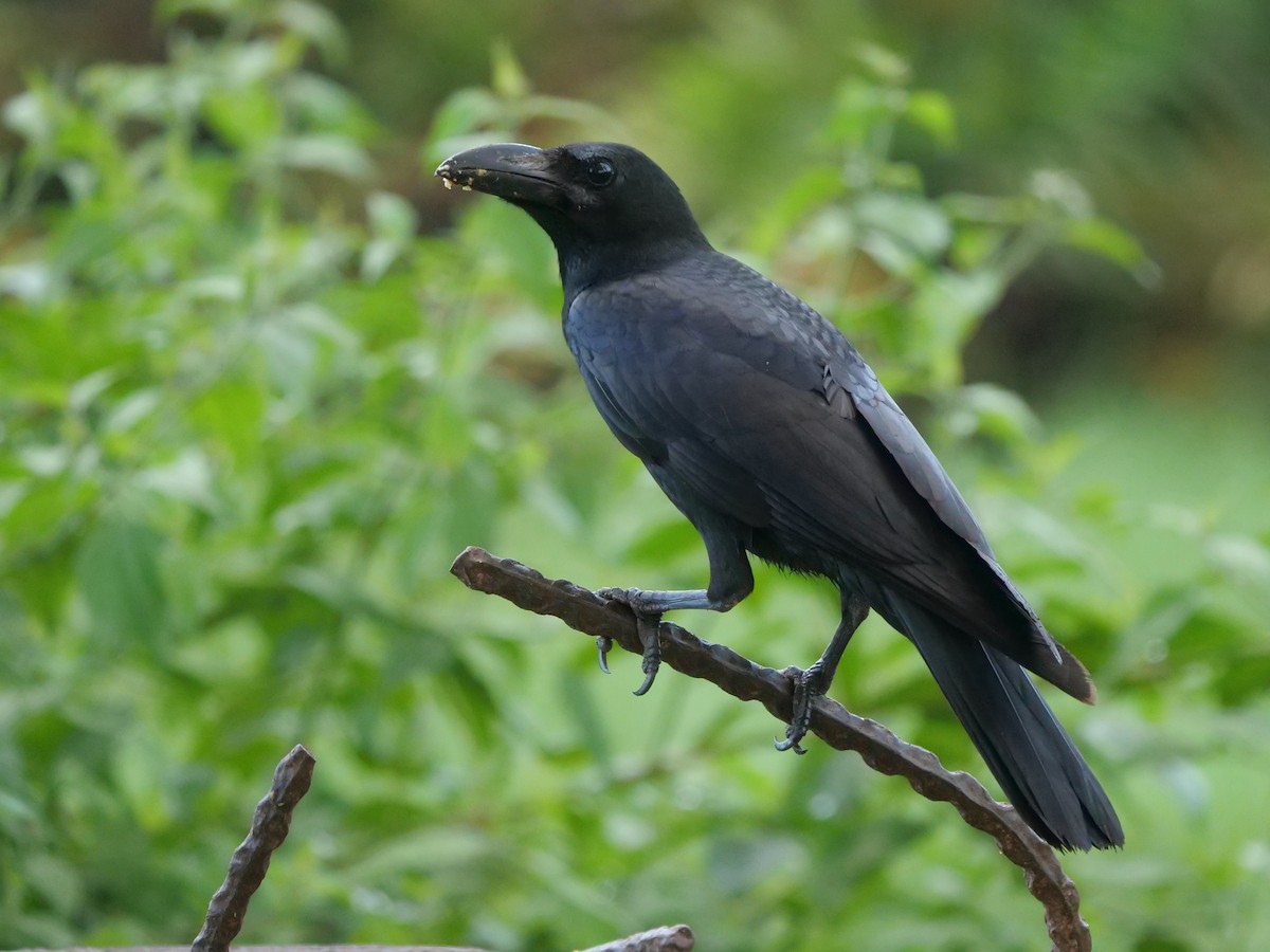Large-billed Crow - Ellen Askum