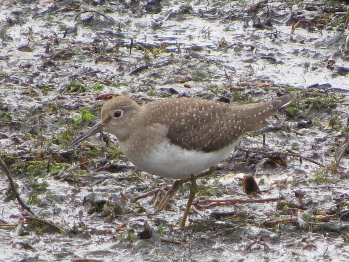 Solitary Sandpiper - Mayte Torres