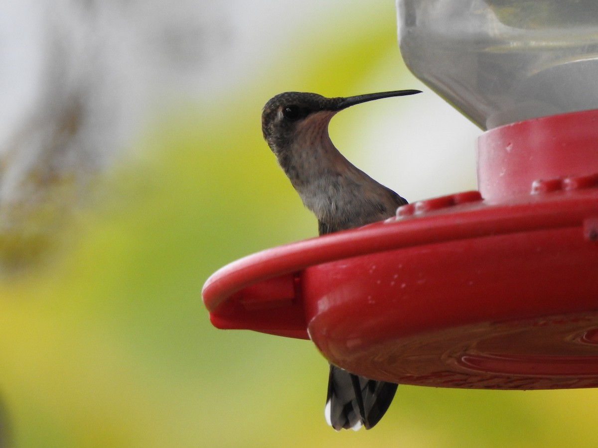 Ruby-throated Hummingbird - ML270541241