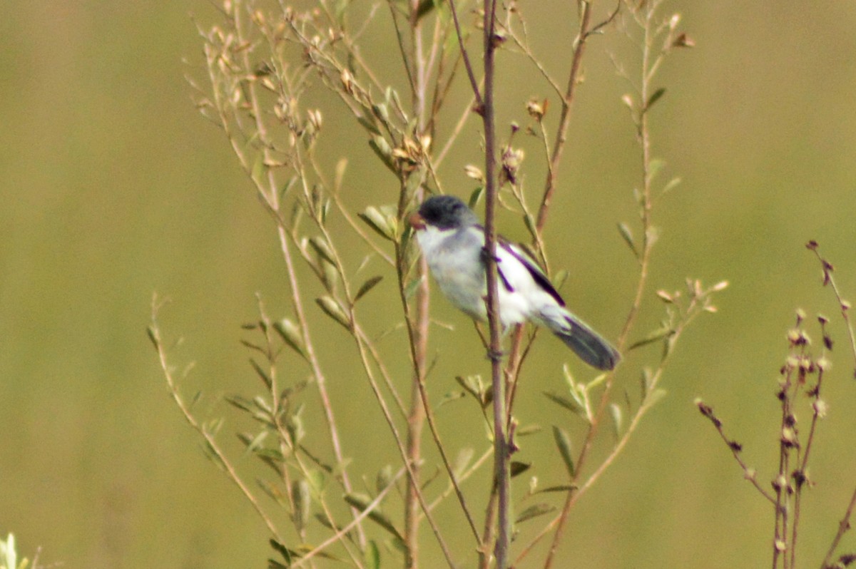 White-bellied Seedeater - ML270543901