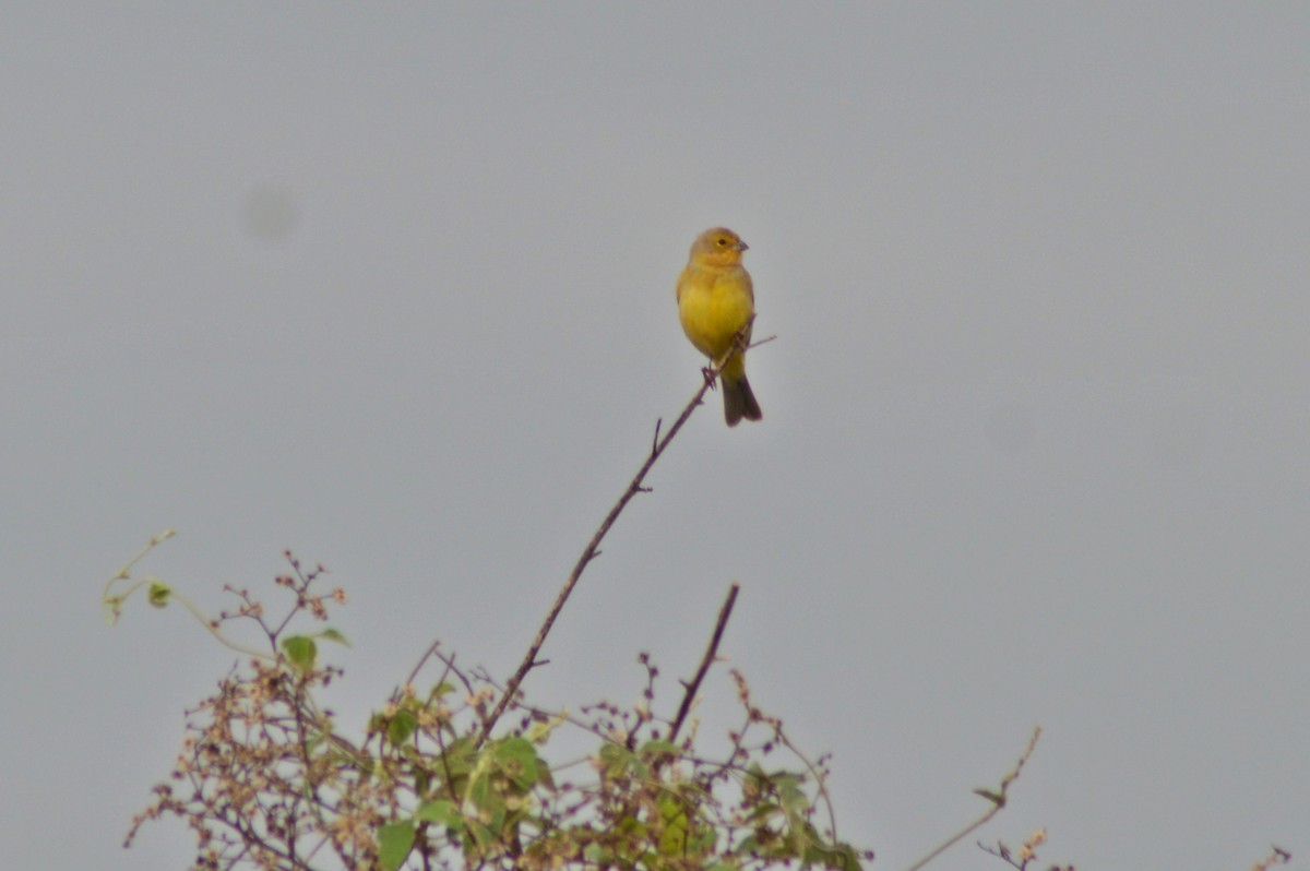 Grassland Yellow-Finch - ML270544191