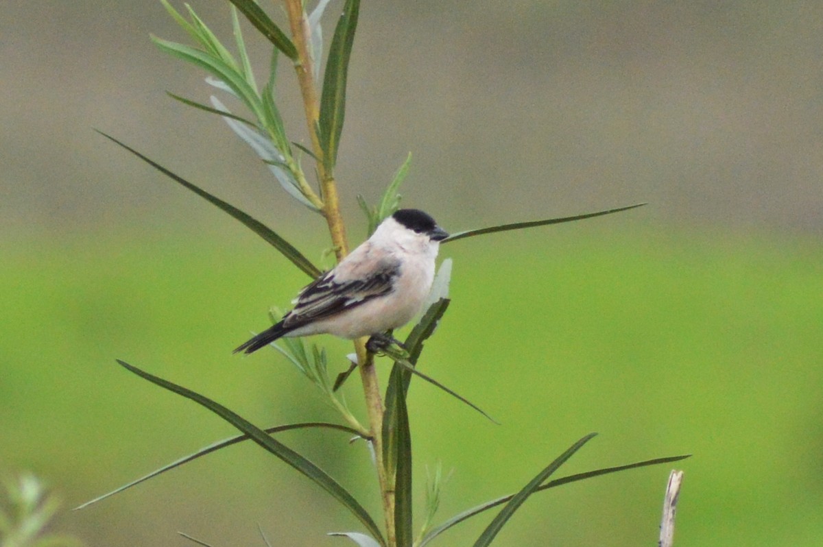 Pearly-bellied Seedeater - ML270544351
