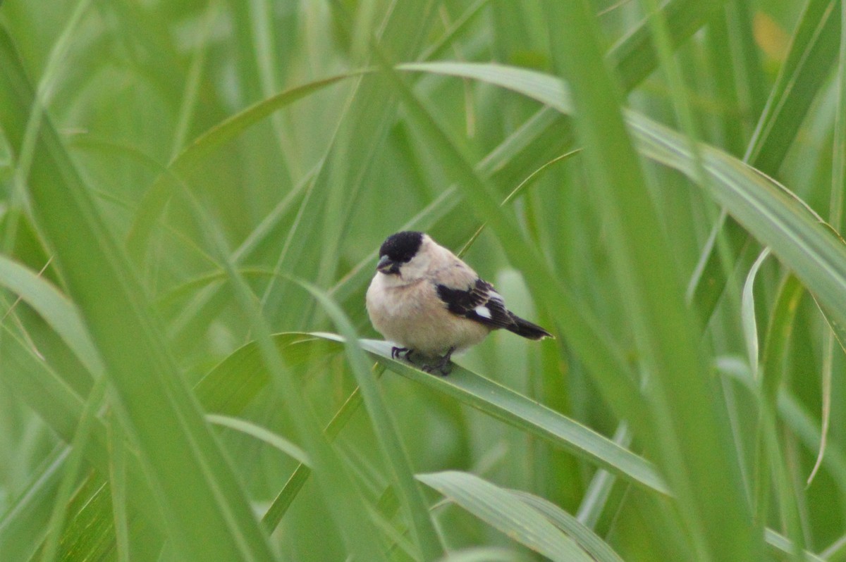 Pearly-bellied Seedeater - ML270544391