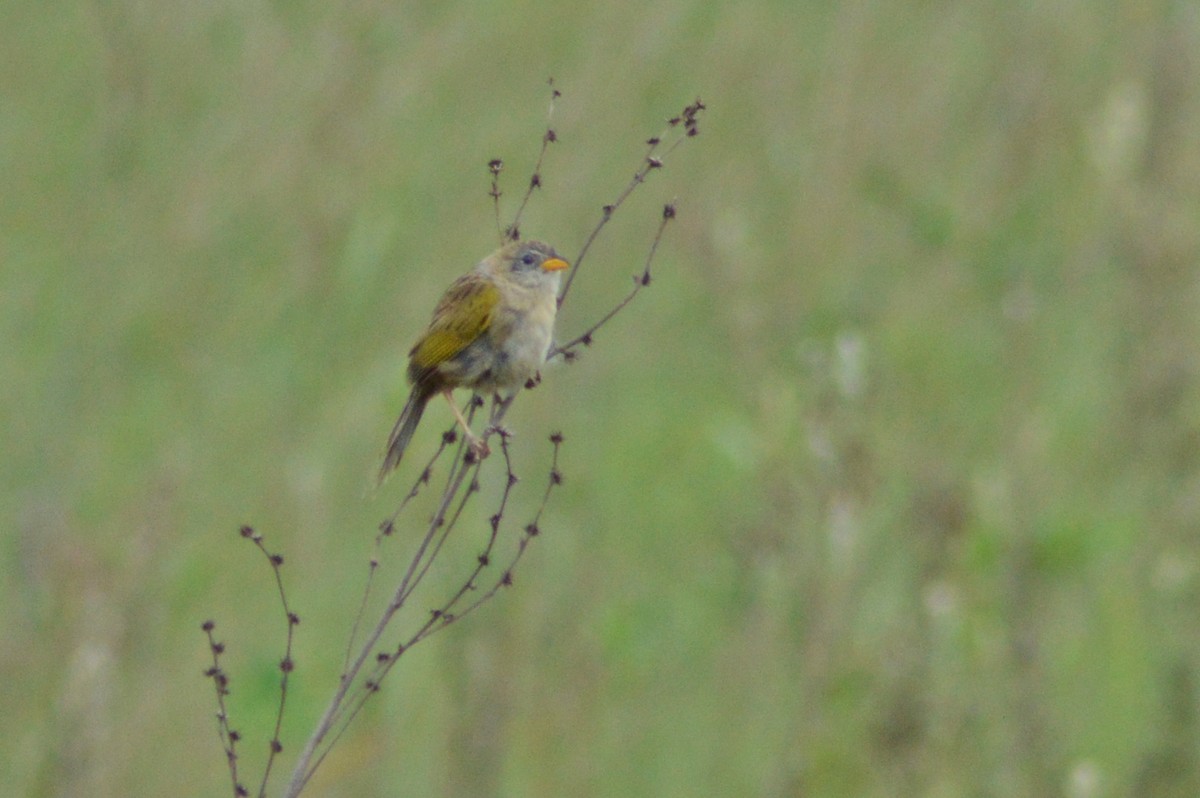 Wedge-tailed Grass-Finch - ML270544401