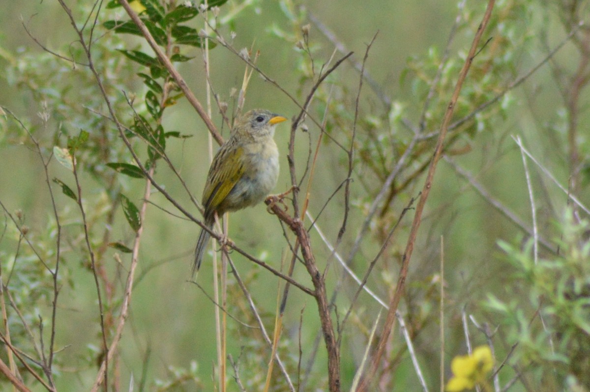 Wedge-tailed Grass-Finch - ML270544571