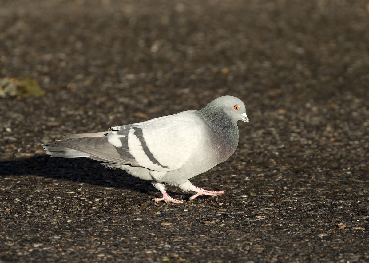 Rock Pigeon (Feral Pigeon) - ML270544631