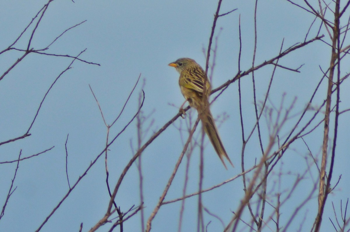 Wedge-tailed Grass-Finch - ML270545091