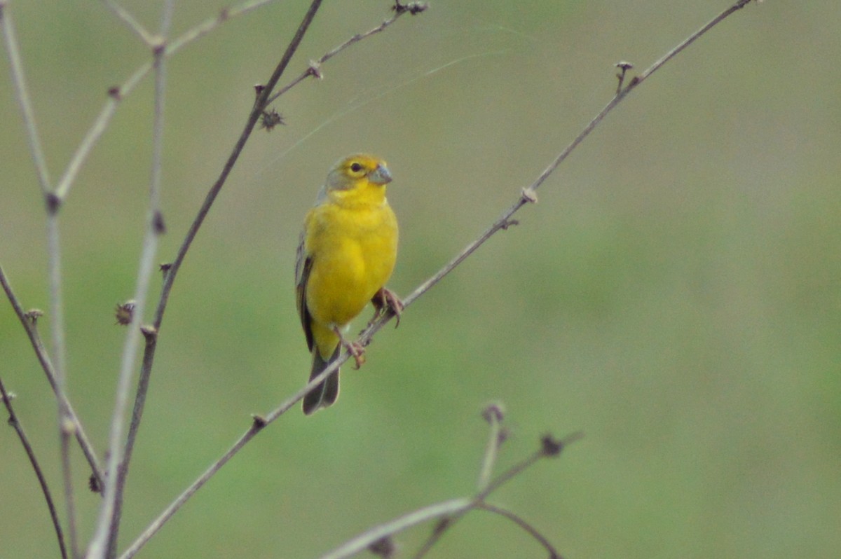 Grassland Yellow-Finch - ML270545331