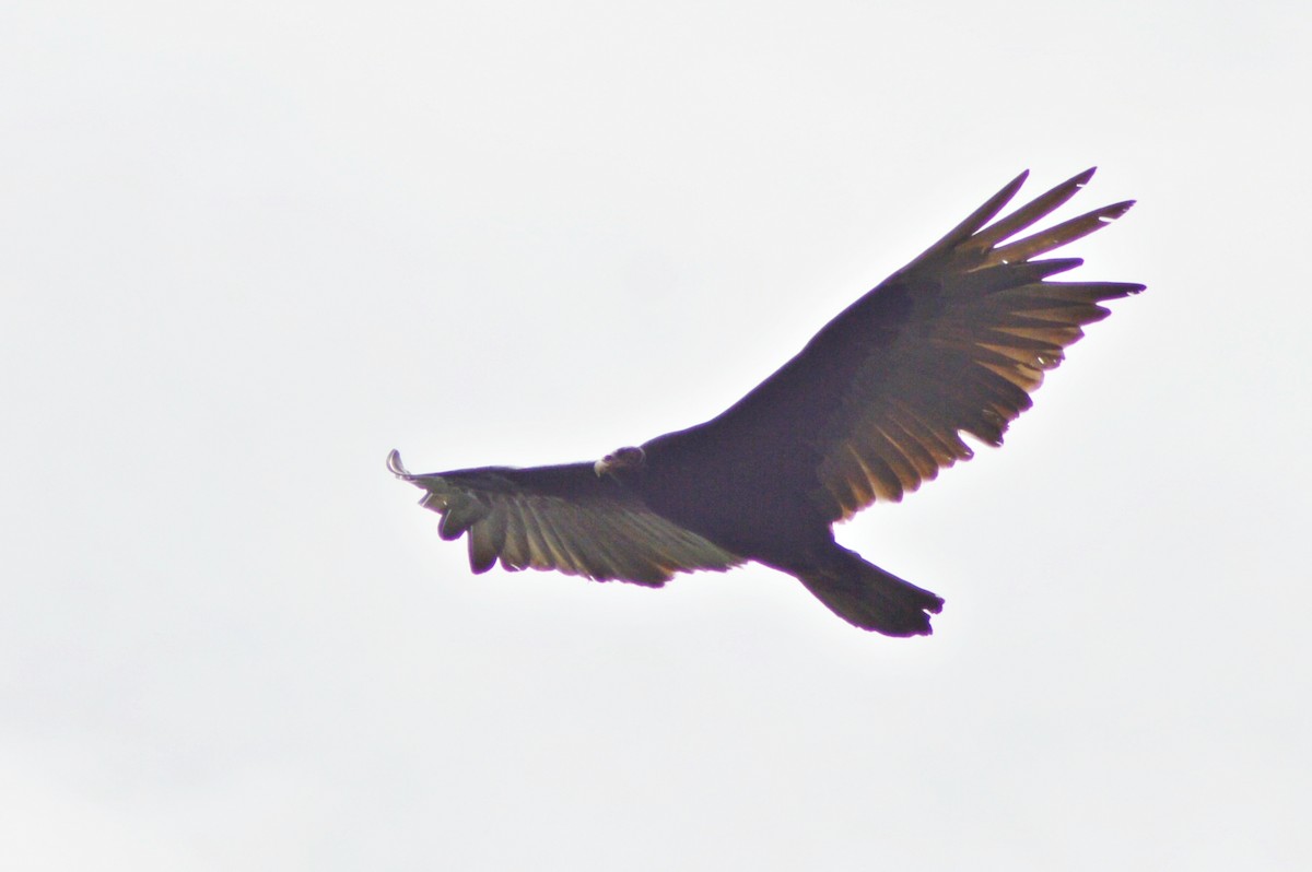 Lesser Yellow-headed Vulture - ML270545581
