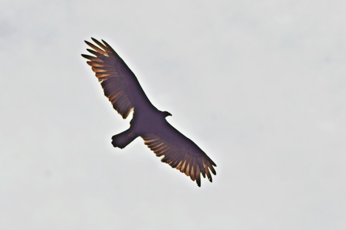 Lesser Yellow-headed Vulture - ML270545621