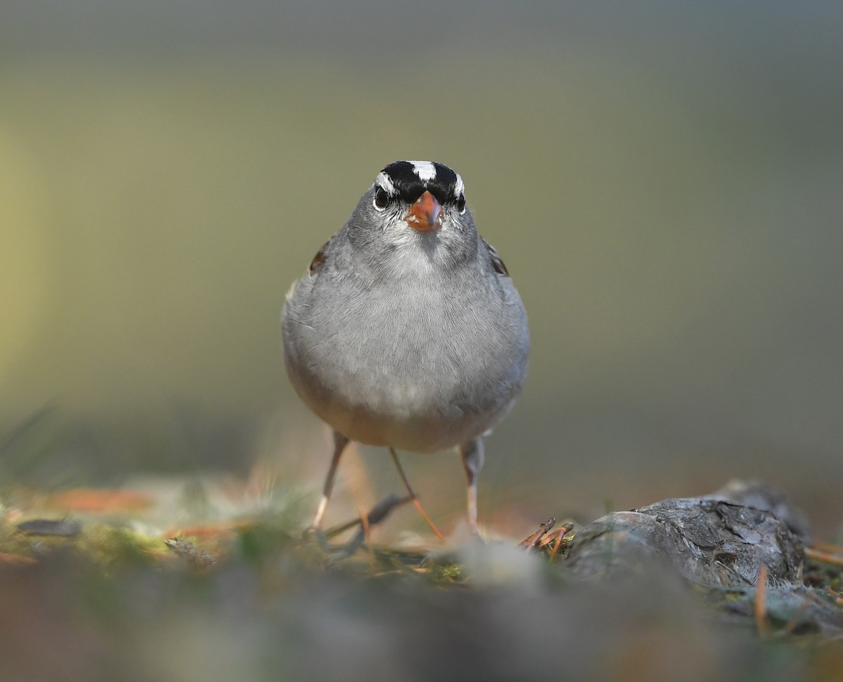 White-crowned Sparrow - ML270545971